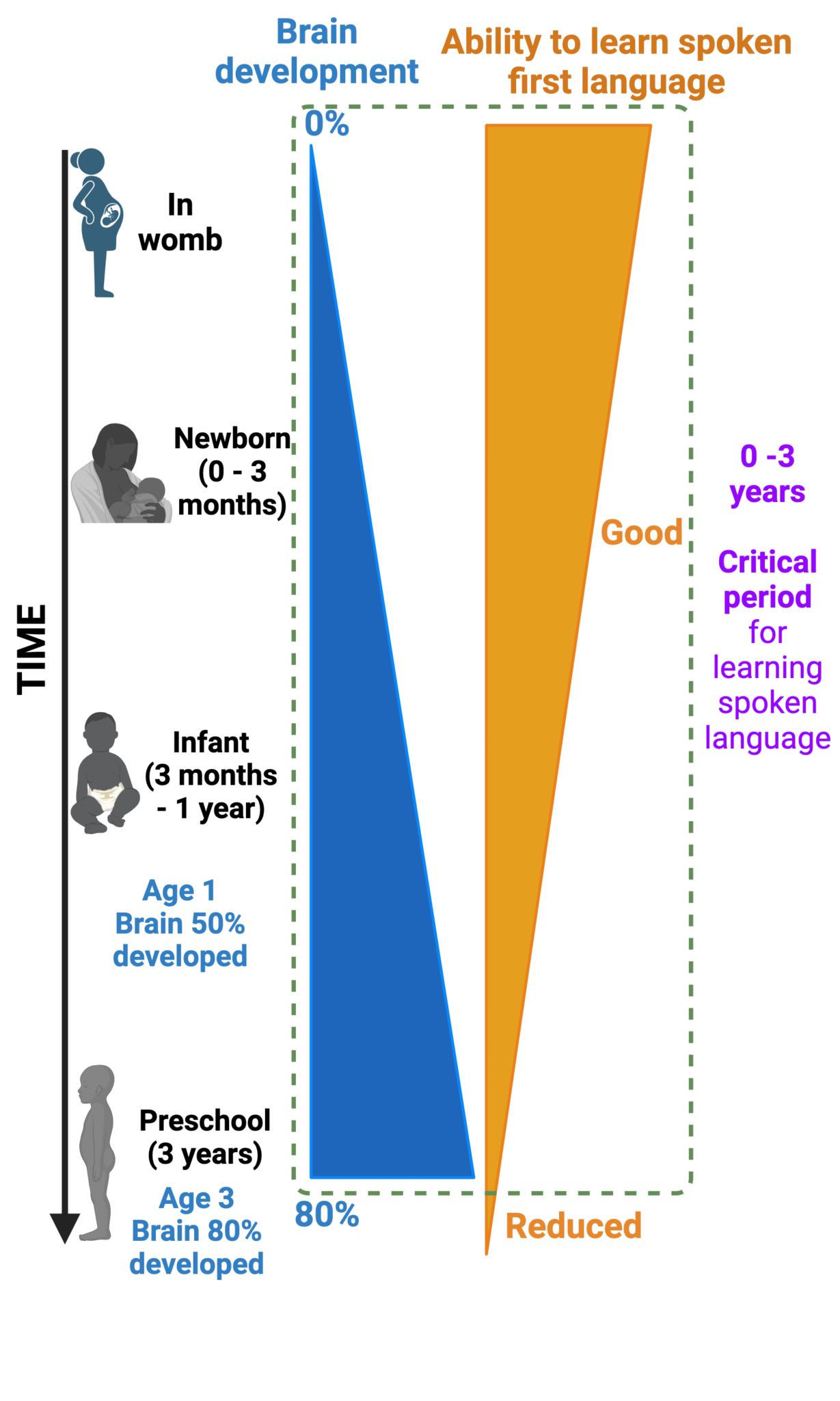 Language Based Learning Disability Brain A young brain learns spoken language better and faster – Welcome to My ...